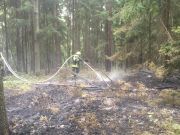 Mittelbrand Wald
